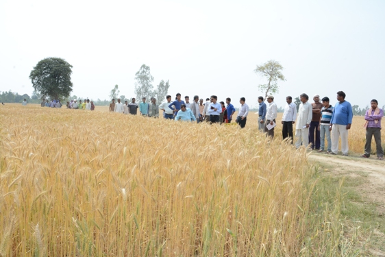 Image of Demonstration of promising Wheat Varieties in Tribal areas