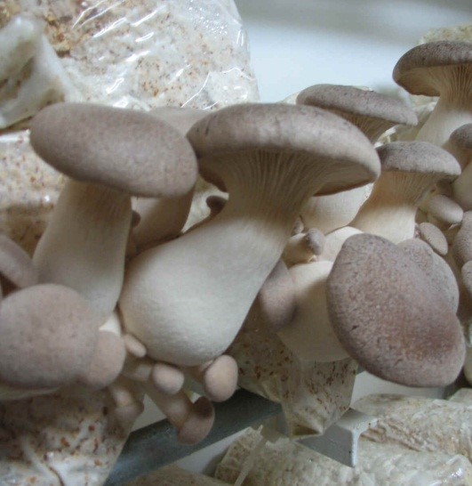 Mushroom Production Technology