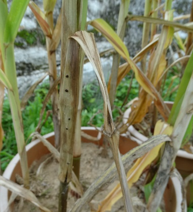 Banded leaf & sheath blight of maize