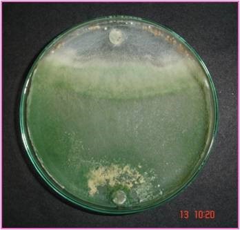 bio-pesticide against soil-borne fungal pathogens