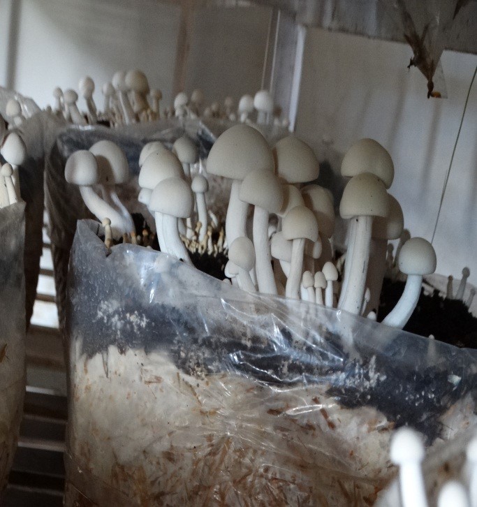 Mushroom Production Technology