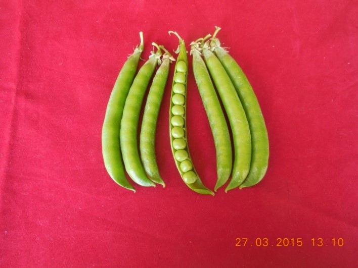  Image of भा.कृ.अनु.प-विवेकानन्द पर्वतीय कृषि अनुसंधान संस्थान, अल्मोड़ा द्वारा विकसित सब्जी फसल की प्रजाति “वी.एल. सब्जी मटर 14” अधिसूचना हेतु अनुमोदित