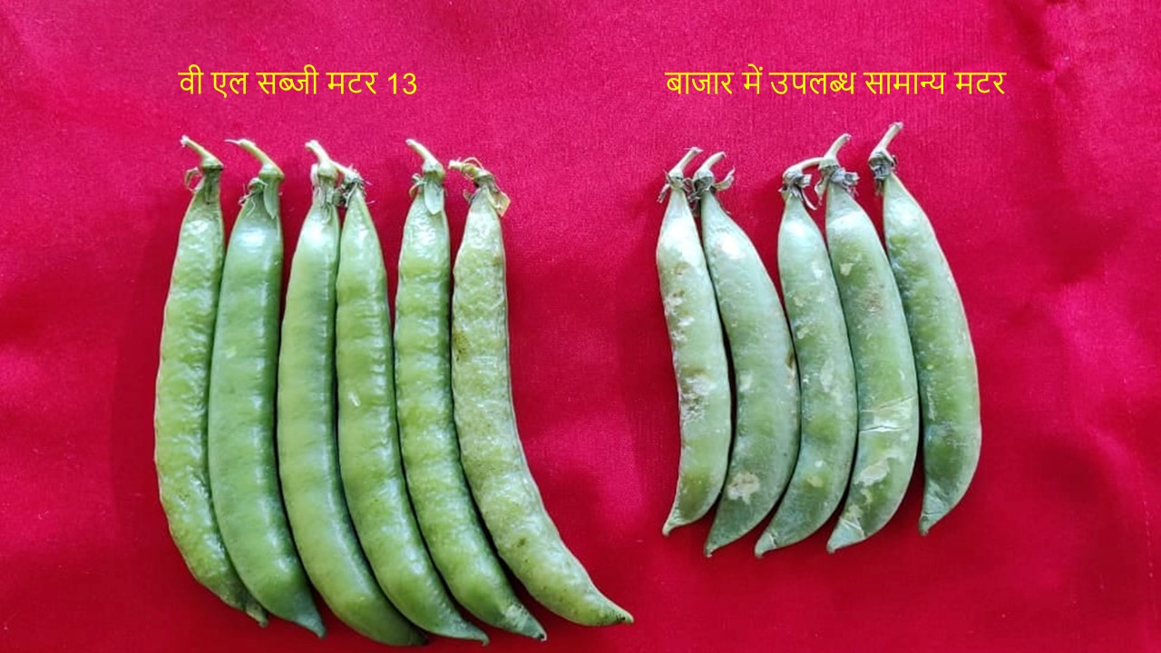  Image of भाकृअनुप- विवेकानन्द पर्वतीय कृषि अनुसंधान संस्थान, अल्मोड़ा द्वारा विकसित सब्जी मटर की अगेती प्रजाति वी एल सब्जी मटर 13