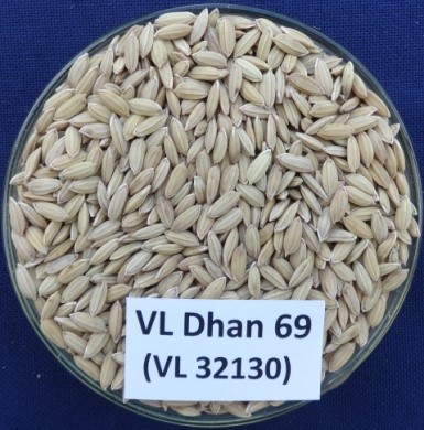  Image of Rice varieties released and notified