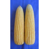VL Sweet Corn 2 / वी.एल. स्वीटकाॅर्न हाईब्रिड 2