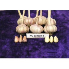 VL Garlic 1